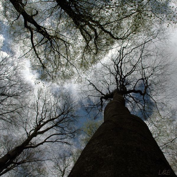 Die Zwillinge und ihr Baum